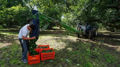 eu-reanudo-inspecciones-en-cuatri-zonas-productoras-de-aguacate-en-michoacan-apeam_77cf165d-4185-419b-be2e-c467cb679219_medialjnimgndimagefullsize.webp