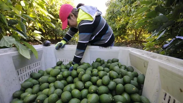 reactivan-a-100-la-exportacion-de-aguacate-mexicano-a-estados-unidos_edae7e50-047f-4ef7-bf27-e9e1ade6def0_medialjnimgndimagefullsize.webp