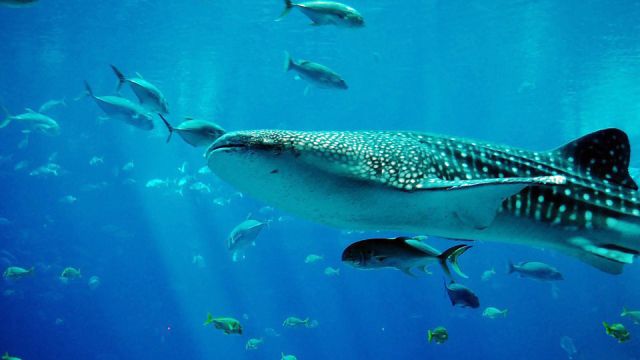 whale-shark-281497_960_720.jpg